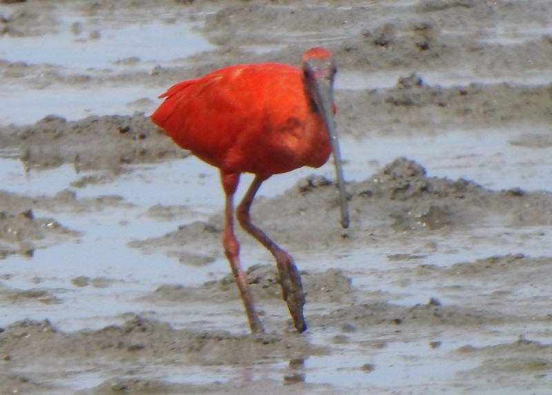 Scarlet Ibis - ML647050264