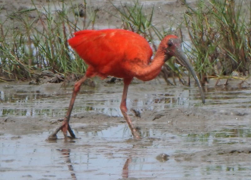 Scarlet Ibis - ML647050265