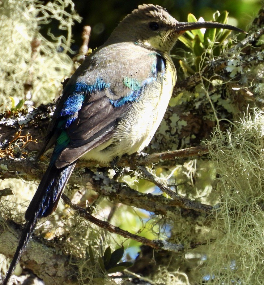 ミドリオナガタイヨウチョウ - ML647050270