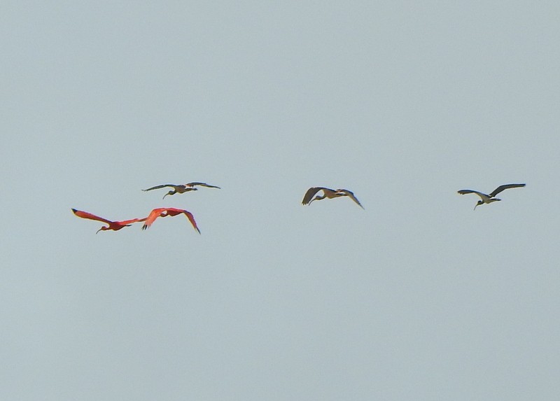 Scarlet Ibis - ML647050271