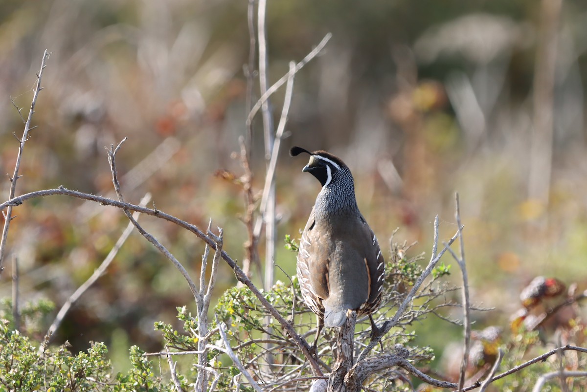California Quail - ML647050294
