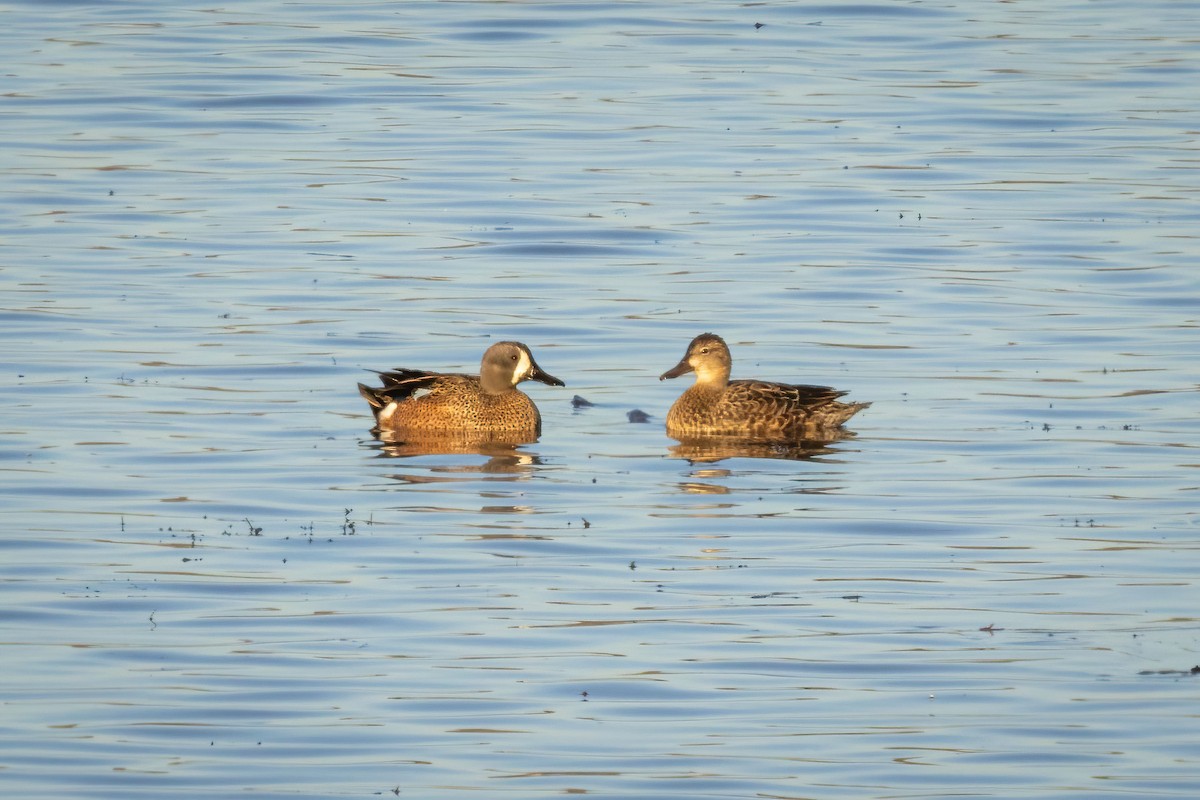 Blue-winged Teal - ML647050305