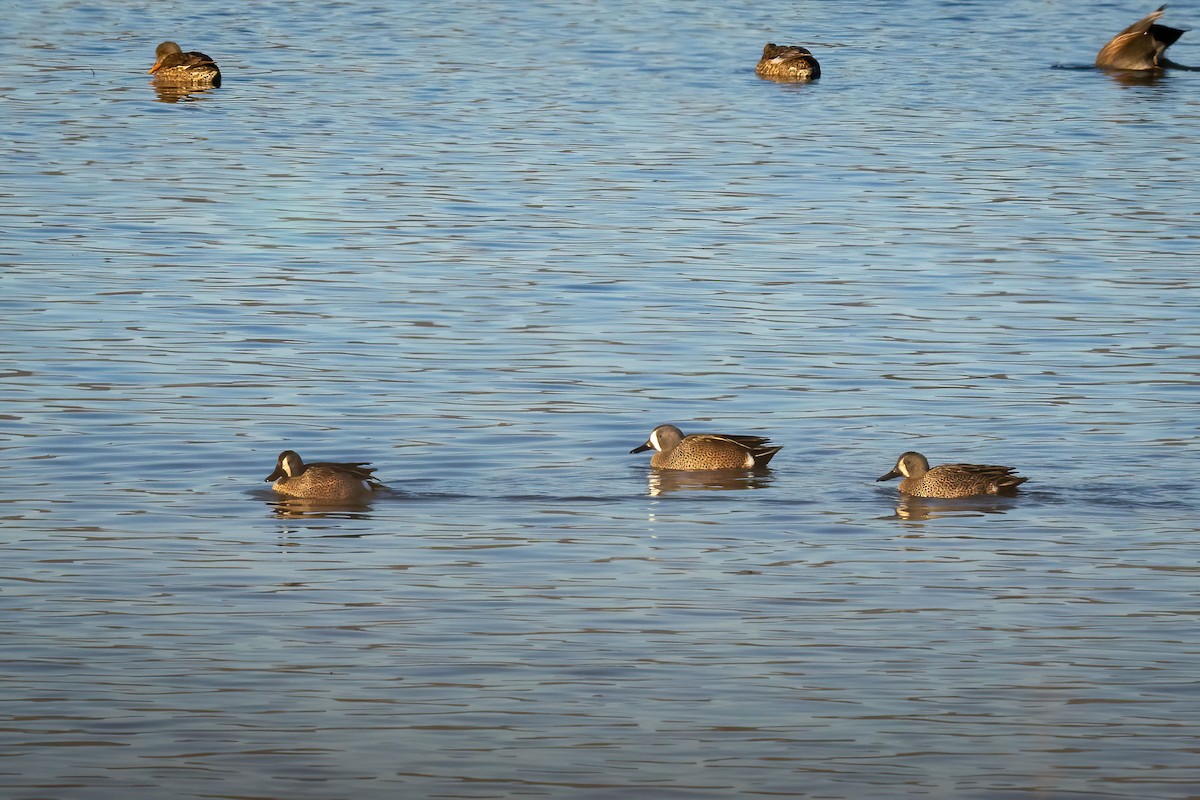 Blue-winged Teal - ML647050306