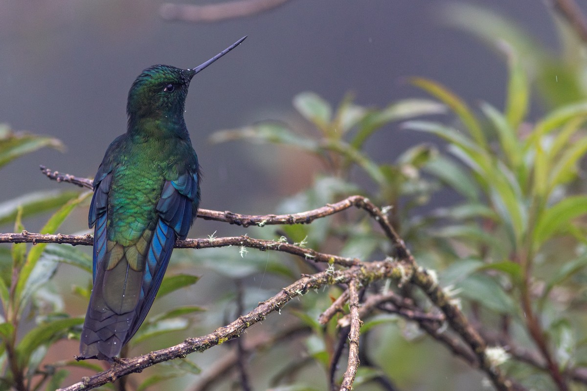 Great Sapphirewing - ML647050310