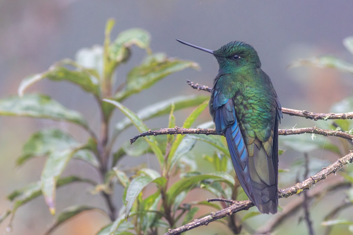 Great Sapphirewing - ML647050312