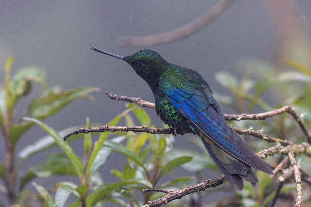 Great Sapphirewing - ML647050314