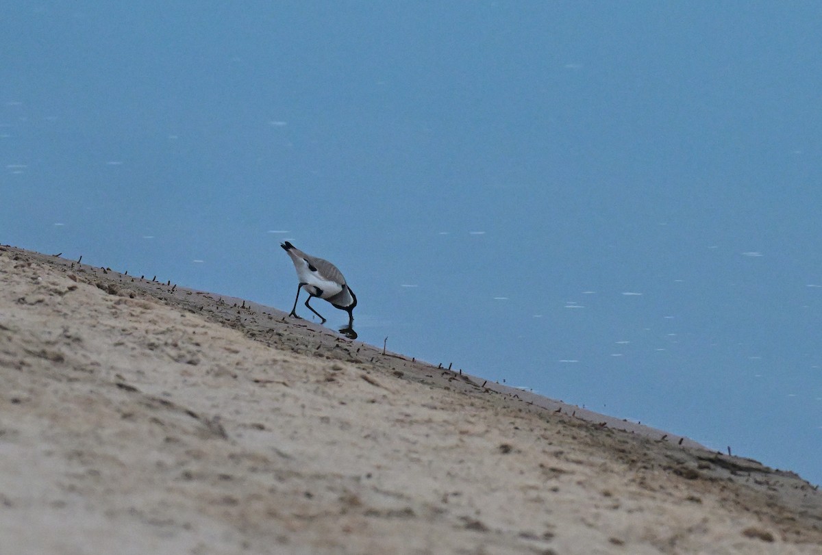 River Lapwing - ML647050316
