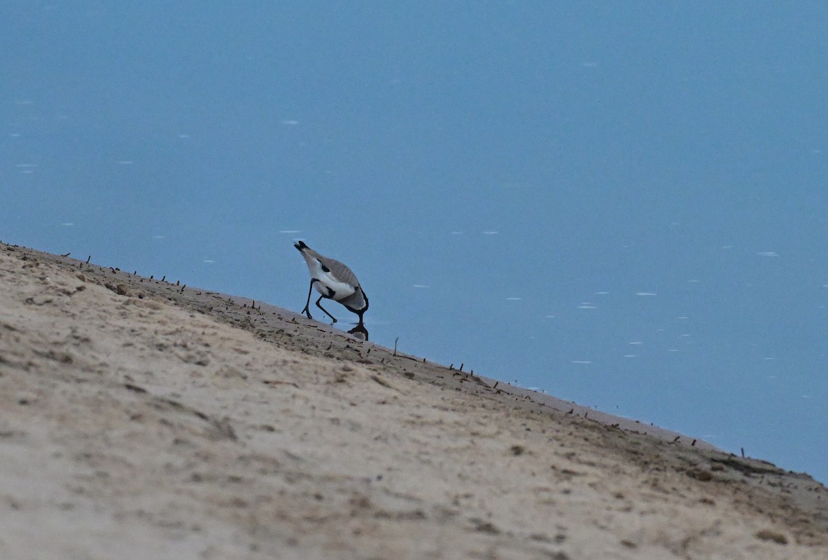 River Lapwing - ML647050317