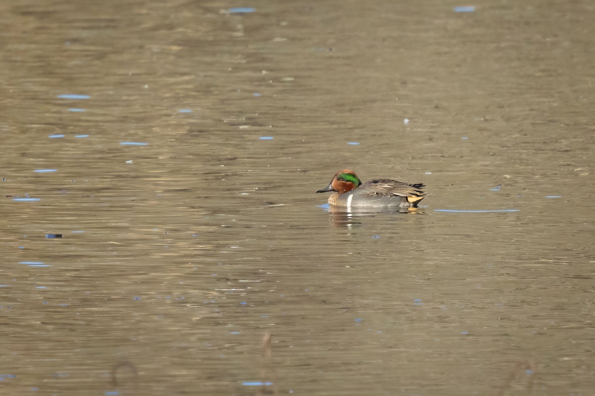 Green-winged Teal - ML647050319