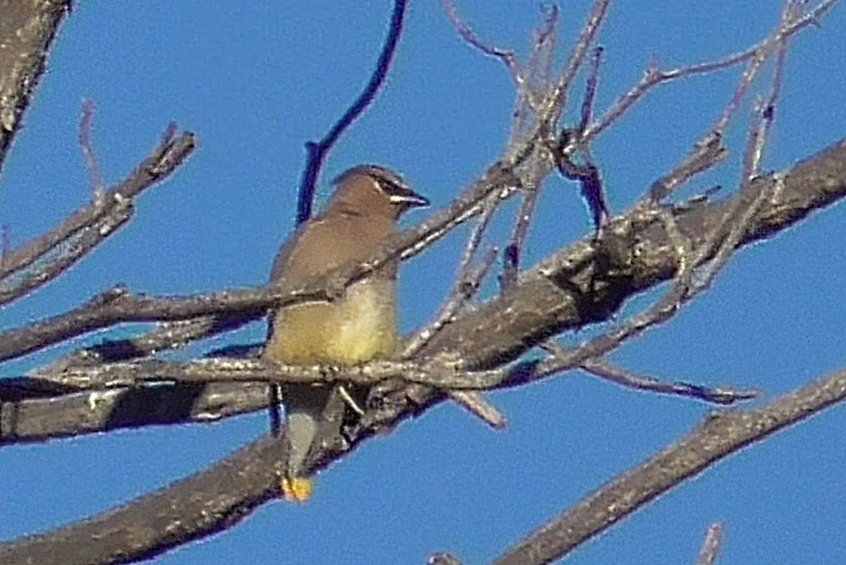 Кедровый свиристель - ML647050320