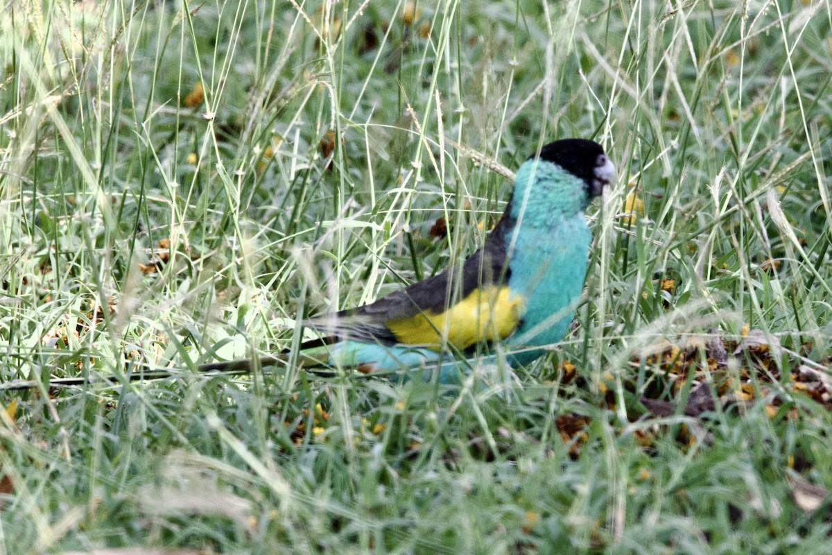 Hooded Parrot - ML647050330