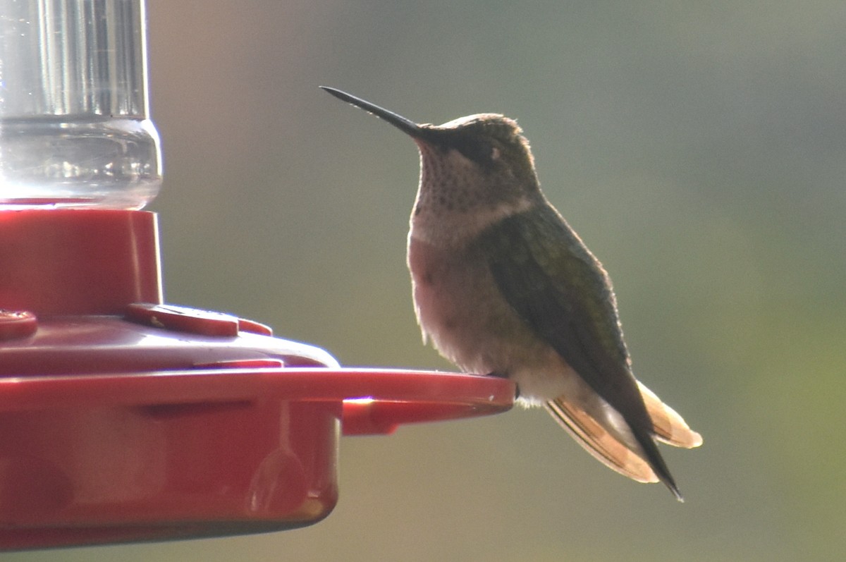 Colibri à gorge rubis - ML647050332