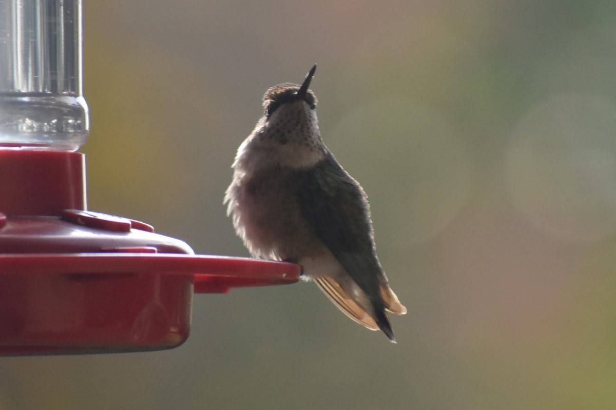Colibri à gorge rubis - ML647050333