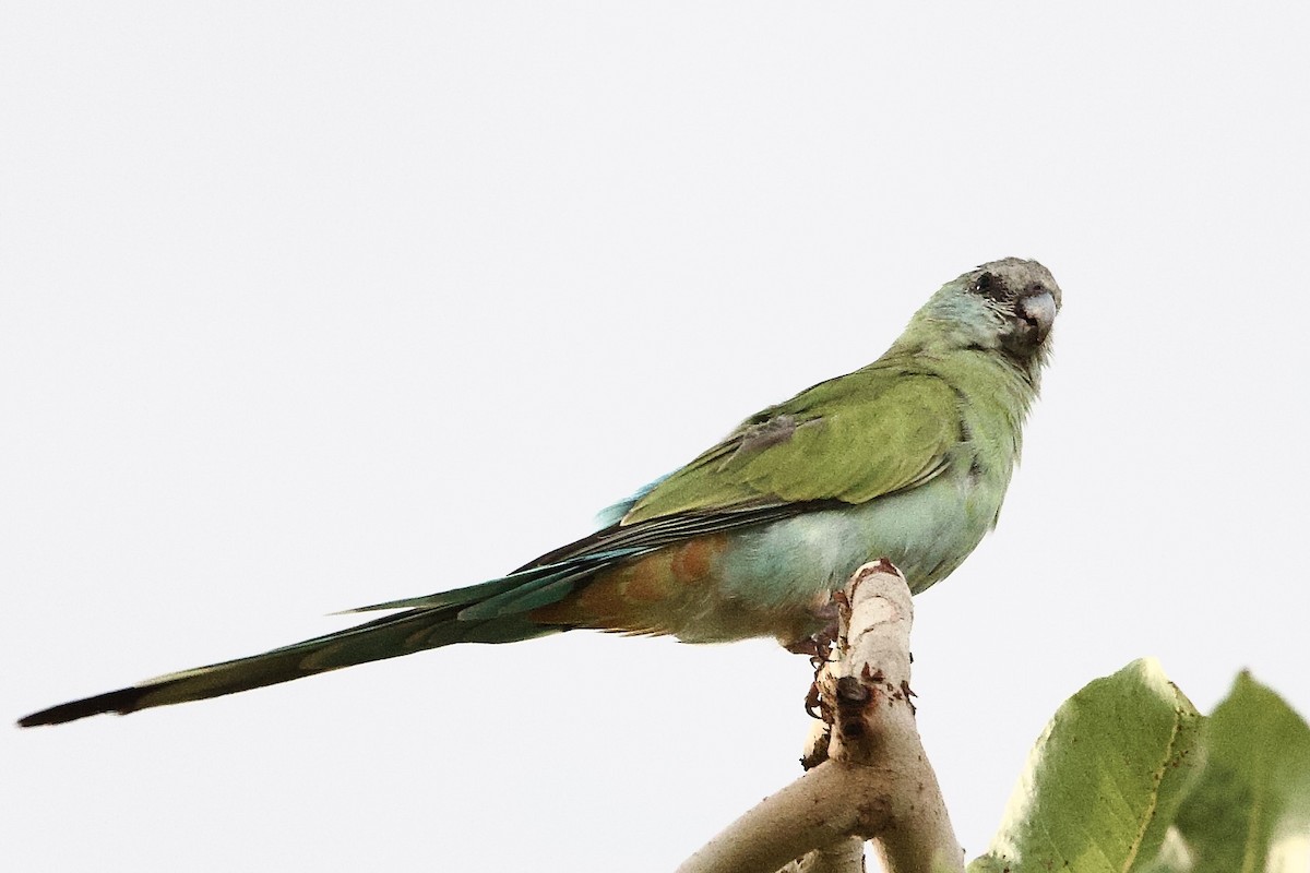 Hooded Parrot - ML647050335