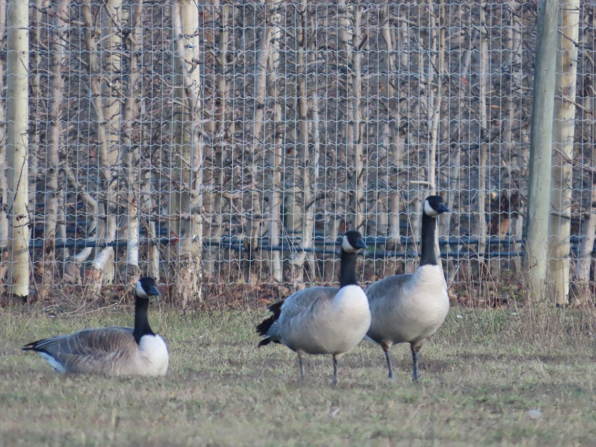 Kanada Kazı - ML647050339