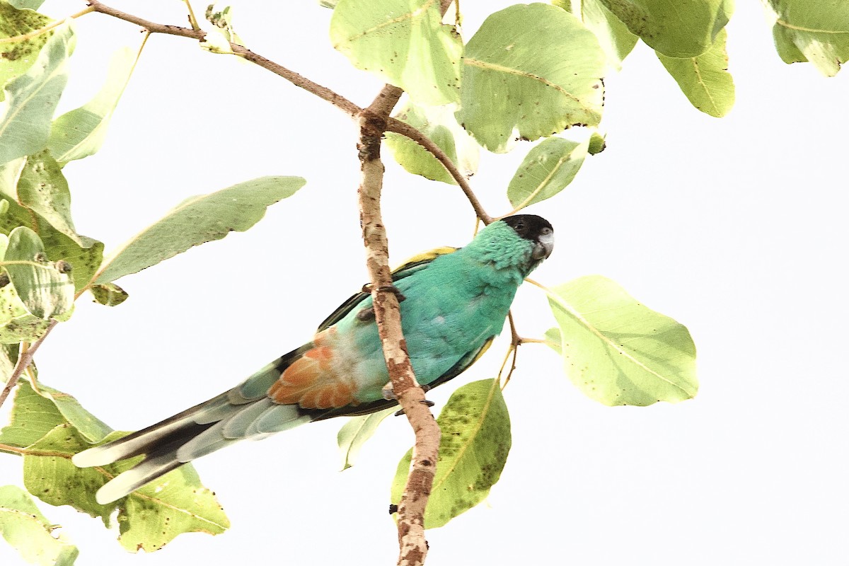 Hooded Parrot - ML647050346
