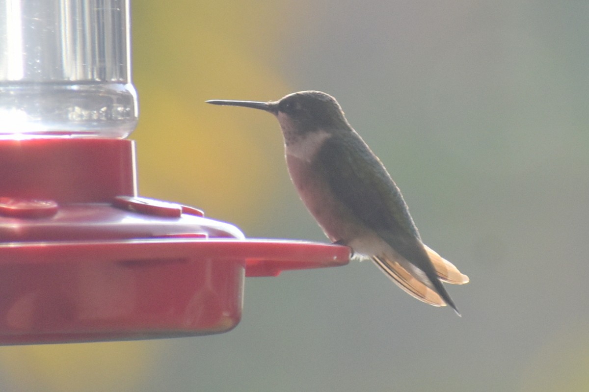 Colibri à gorge rubis - ML647050348