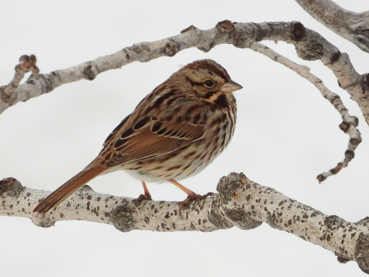 Song Sparrow - ML647050350
