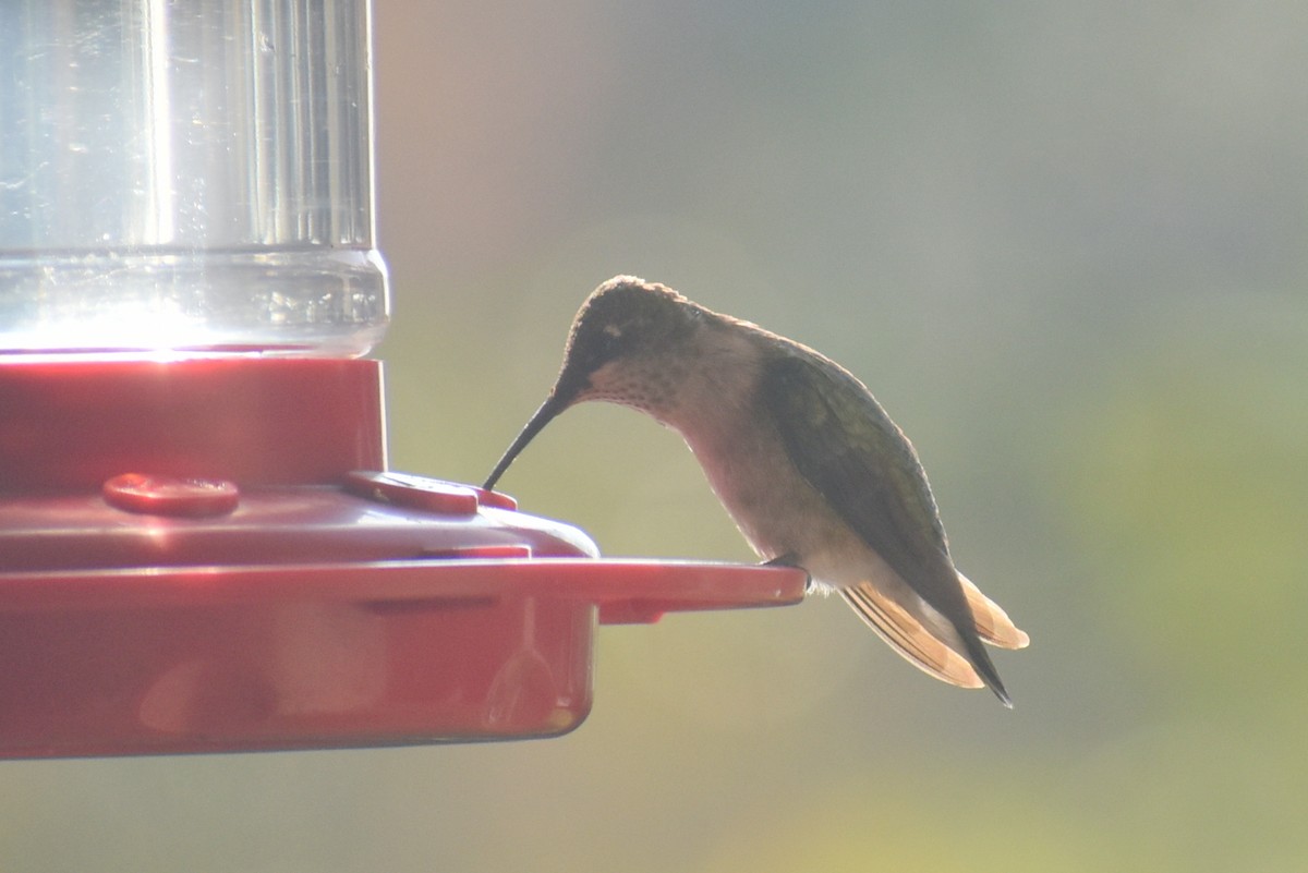 Colibri à gorge rubis - ML647050354