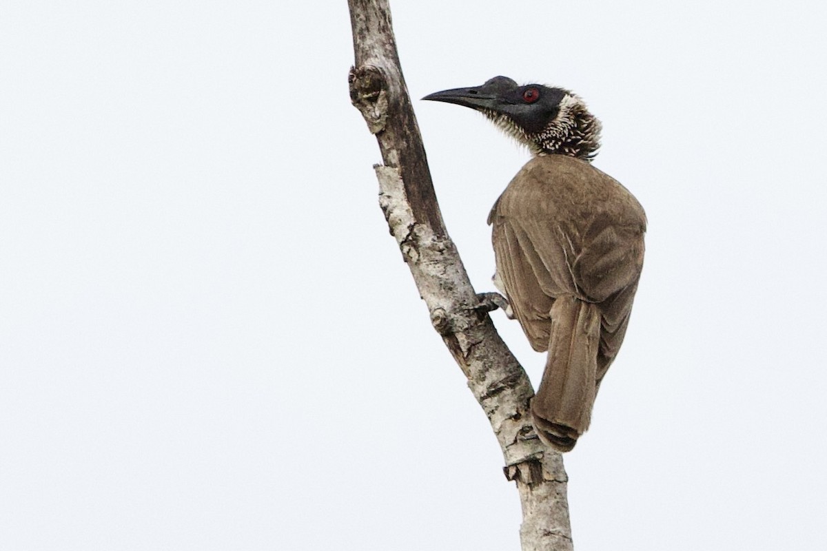 Silver-crowned Friarbird - ML647050362