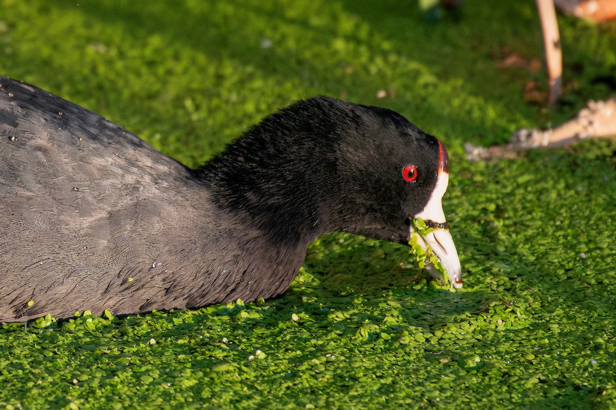 American Coot - ML647050369