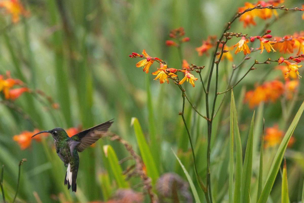 Mountain Velvetbreast - ML647050372