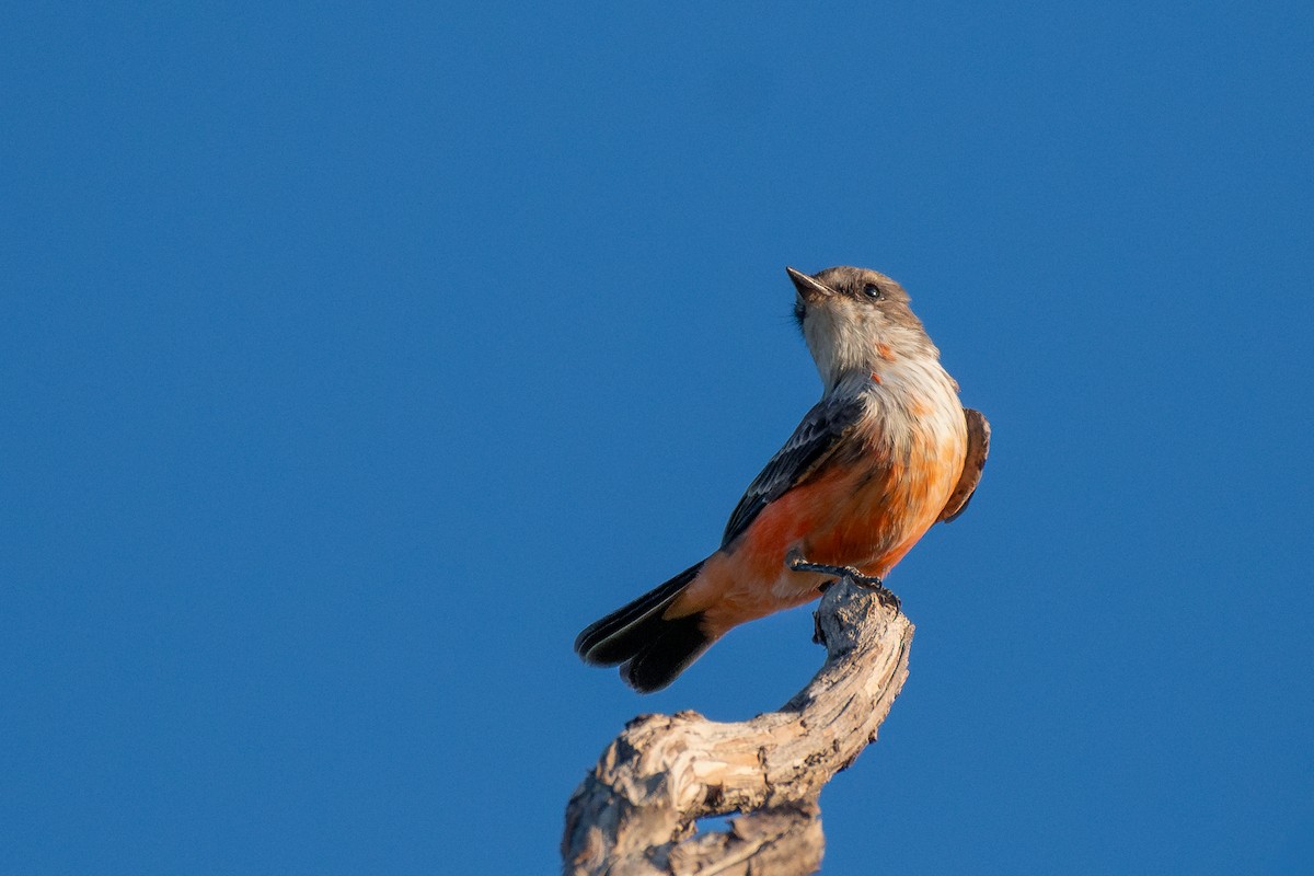 Vermilion Flycatcher - ML647050375