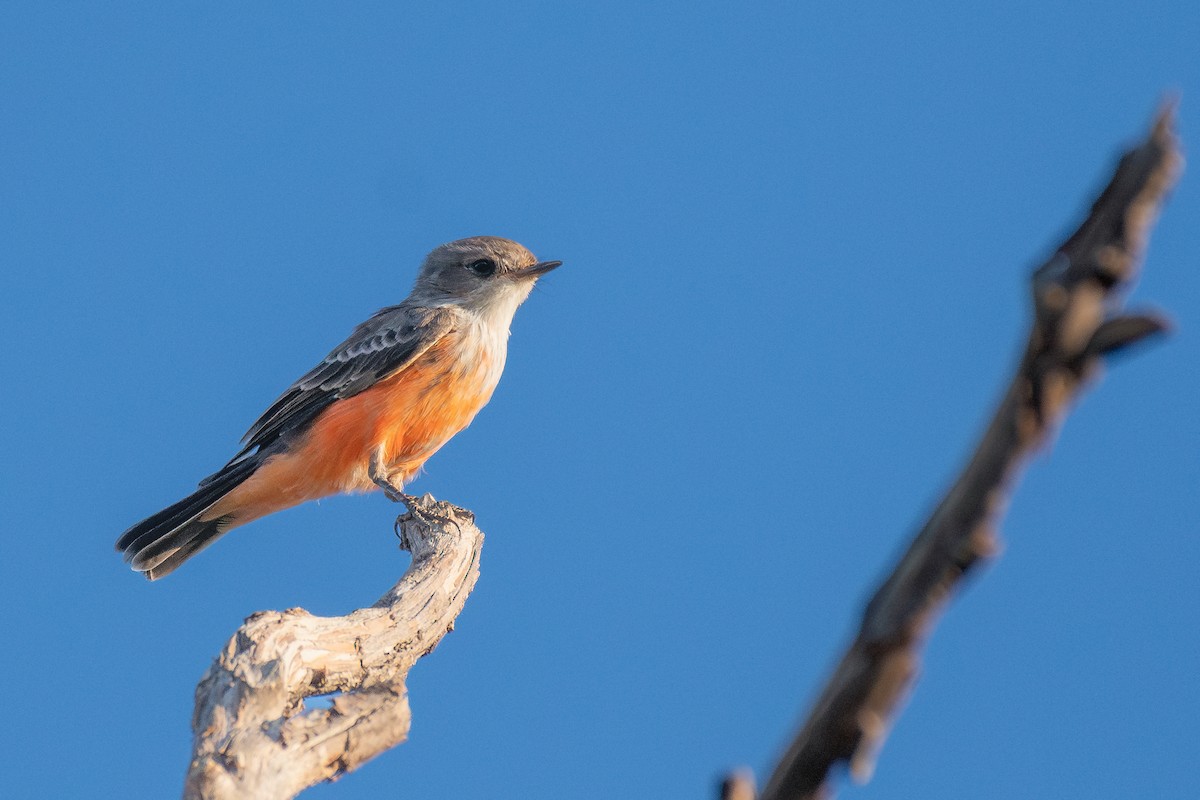 Vermilion Flycatcher - ML647050376
