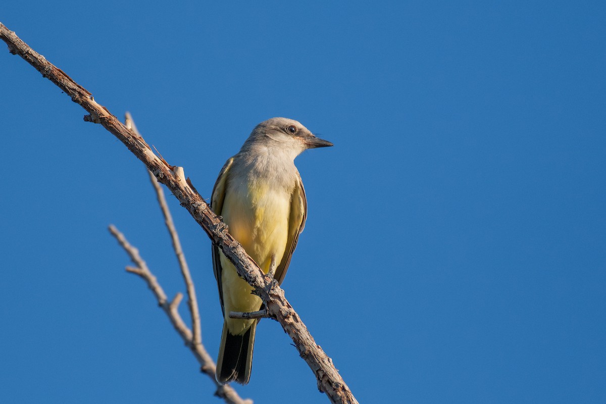 Tyran de l'Ouest - ML647050377