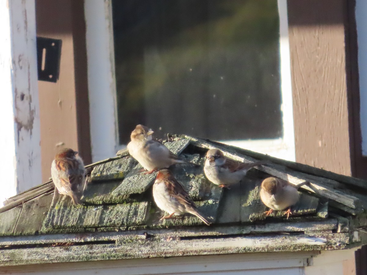 House Sparrow - ML647050379