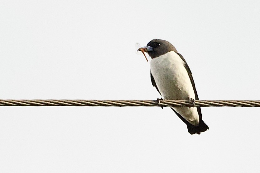 White-breasted Woodswallow - ML647050388