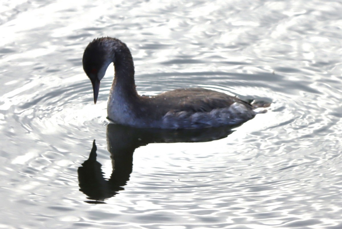 Eared Grebe - ML647050398