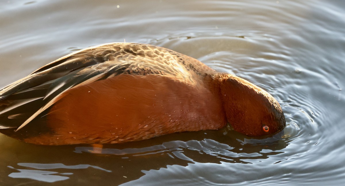 čírka skořicová - ML647050399