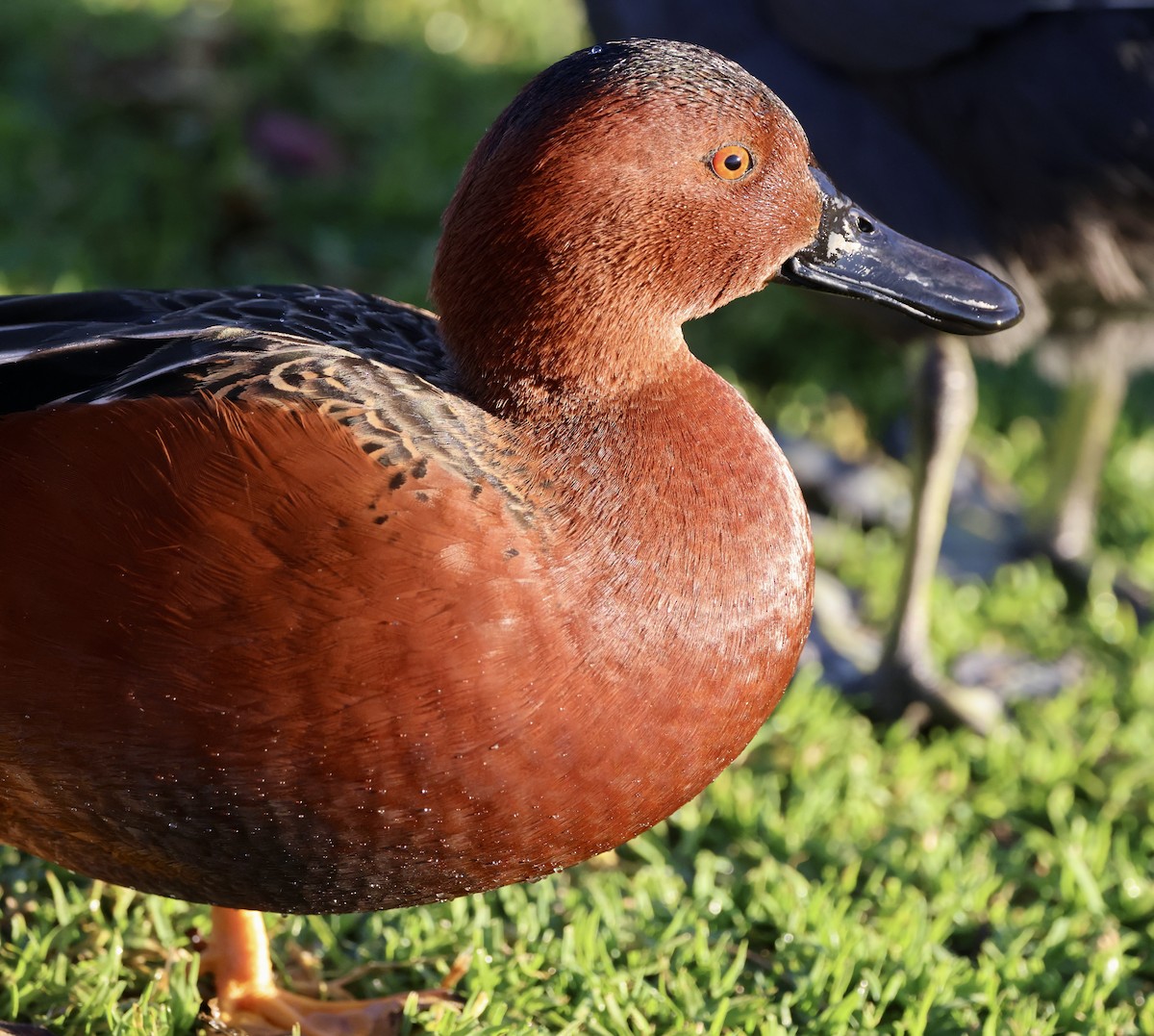 čírka skořicová - ML647050400