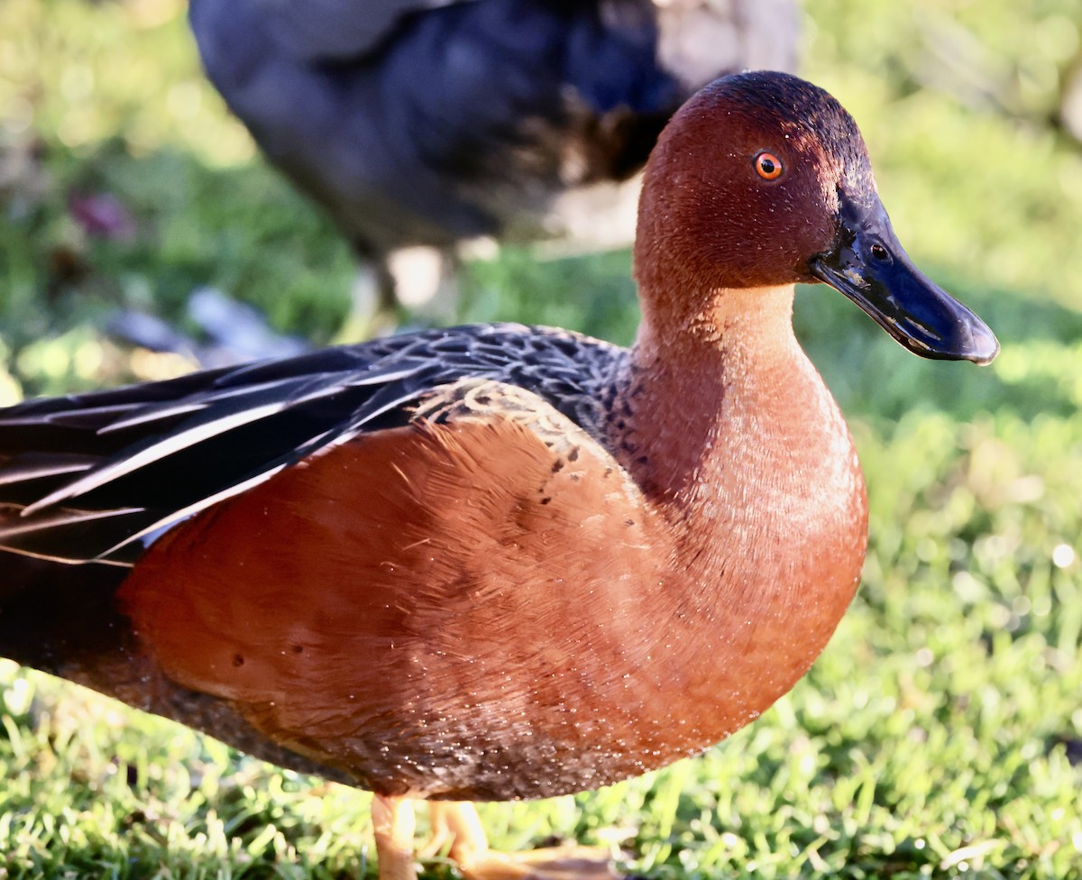 čírka skořicová - ML647050402