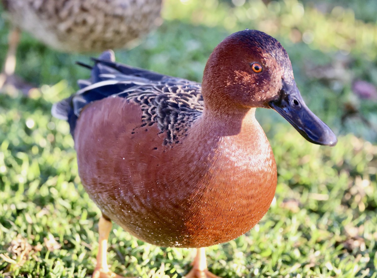 čírka skořicová - ML647050408