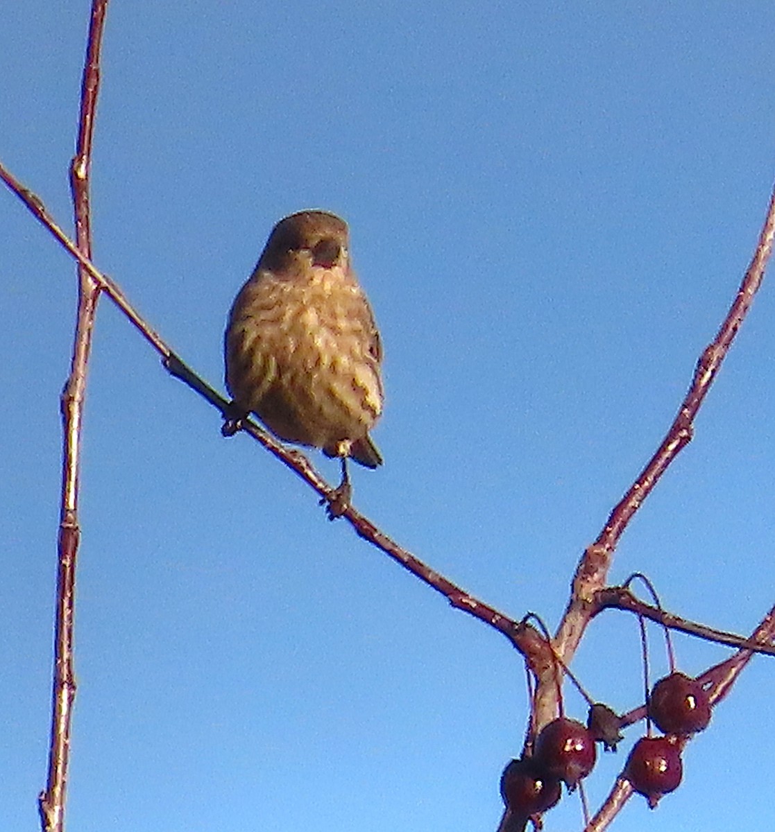 House Finch - ML647050419