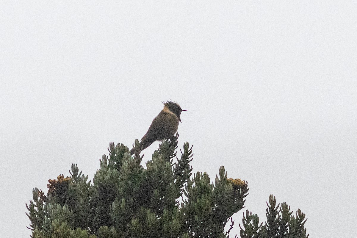 Buffy Helmetcrest - ML647050444