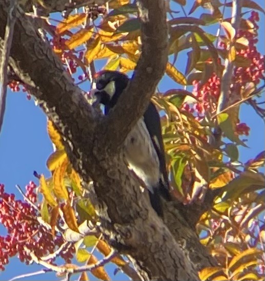 Acorn Woodpecker - ML647050445