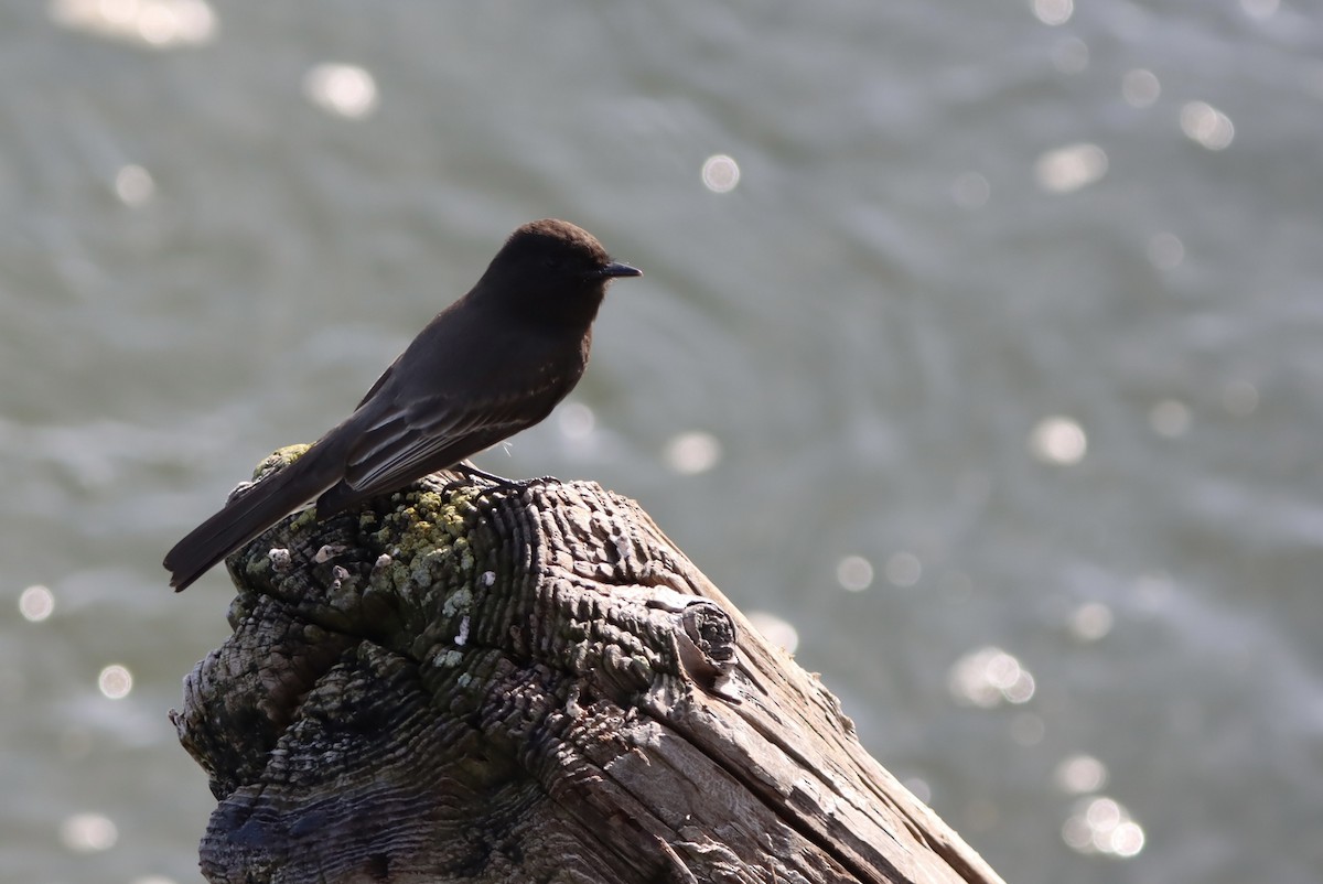 Black Phoebe - ML647050447