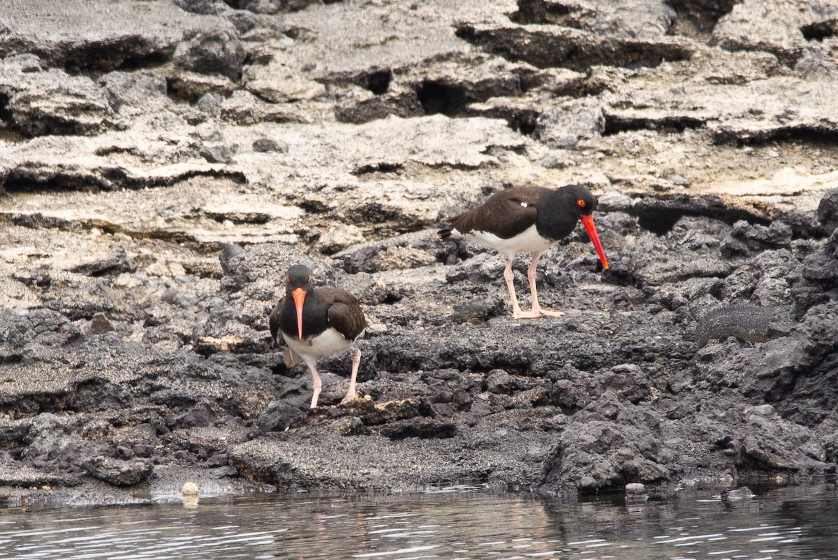 American Oystercatcher - ML647050450