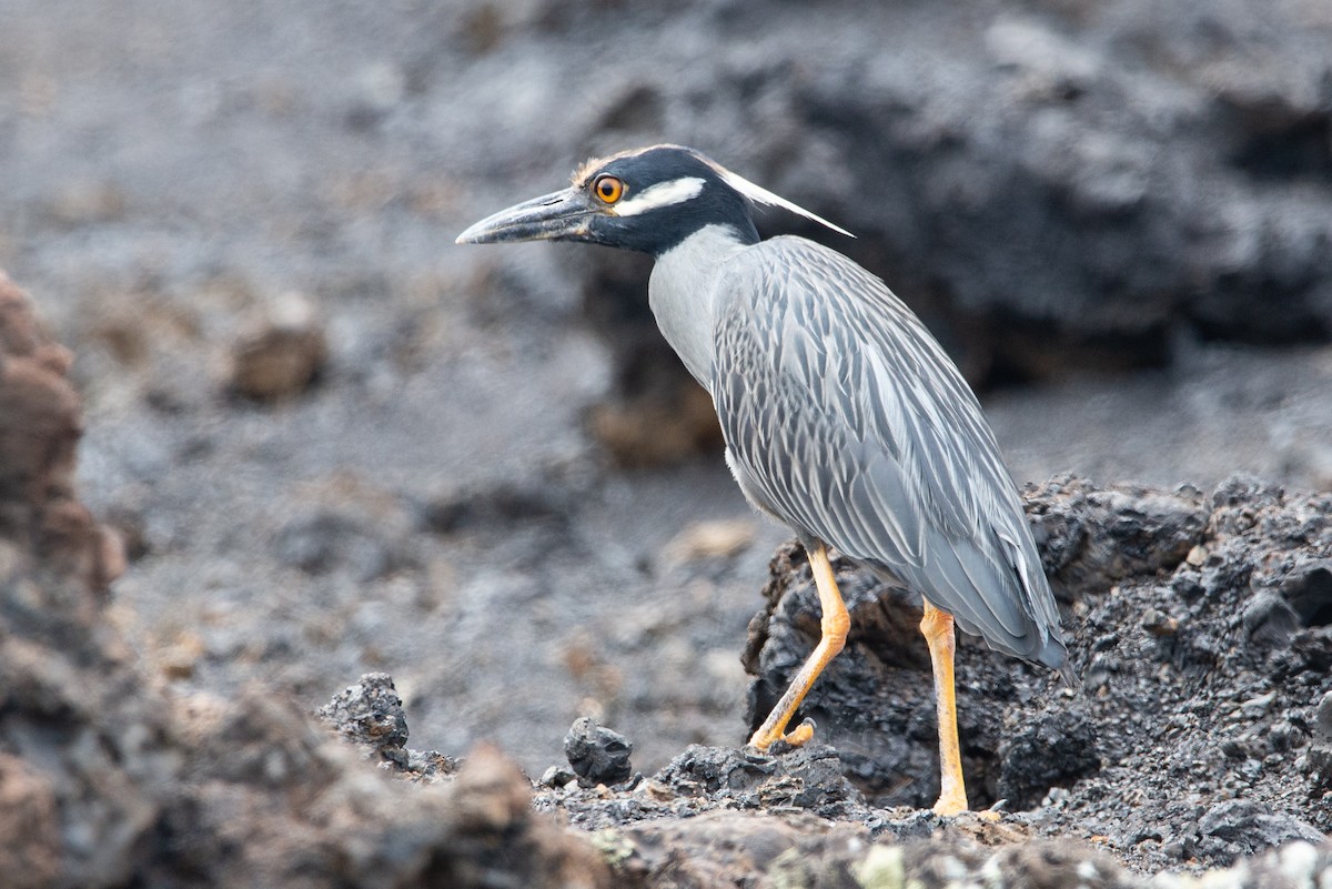 Yellow-crowned Night Heron - ML647050460