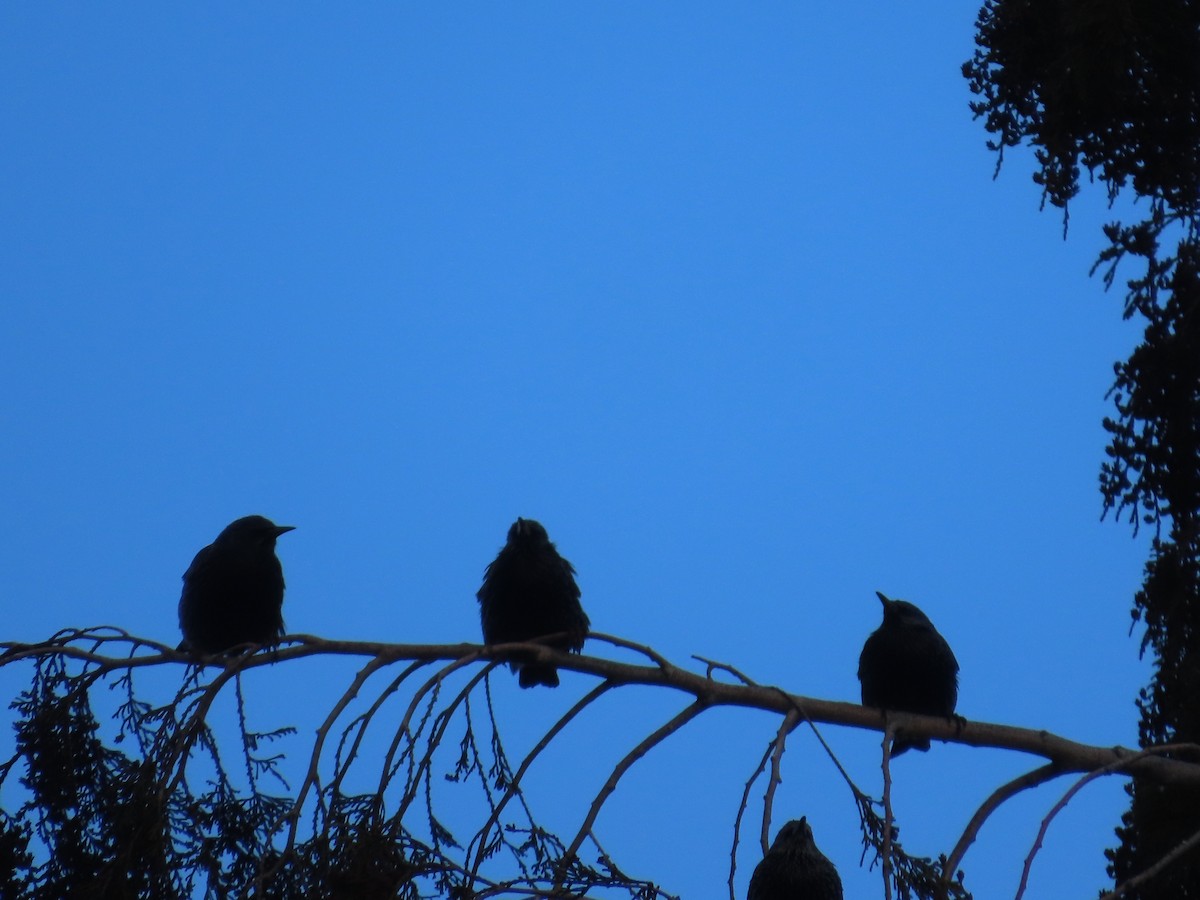 European Starling - ML647050468