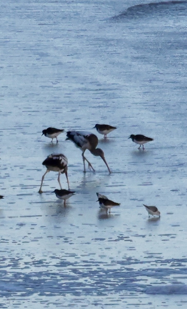 White Ibis - ML647050469