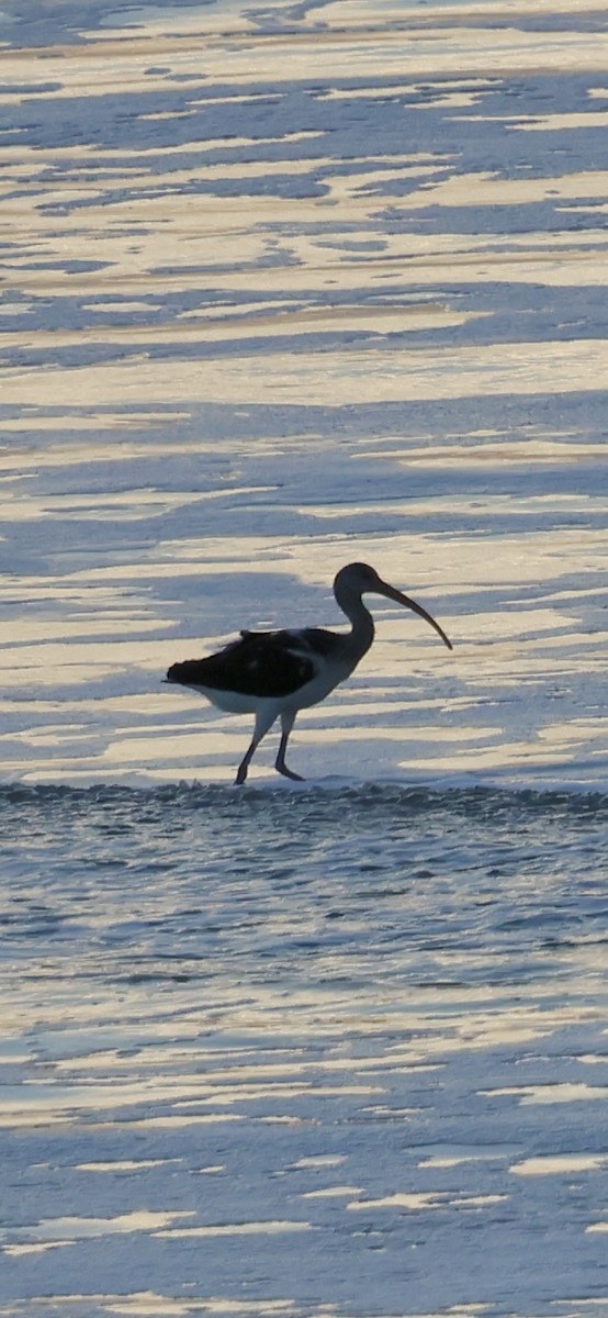 White Ibis - ML647050470