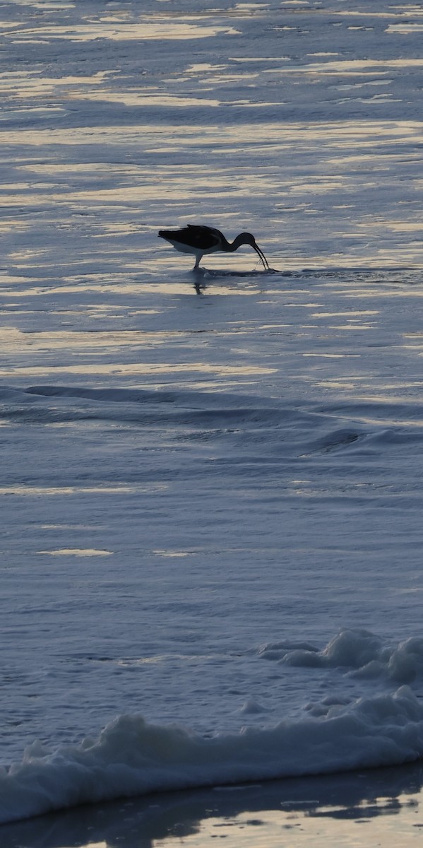 White Ibis - ML647050471