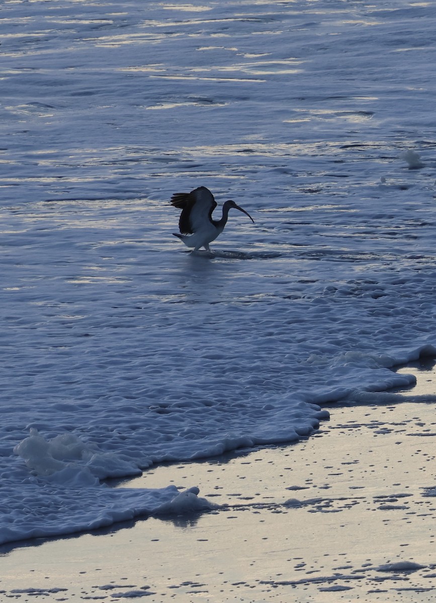 White Ibis - ML647050472