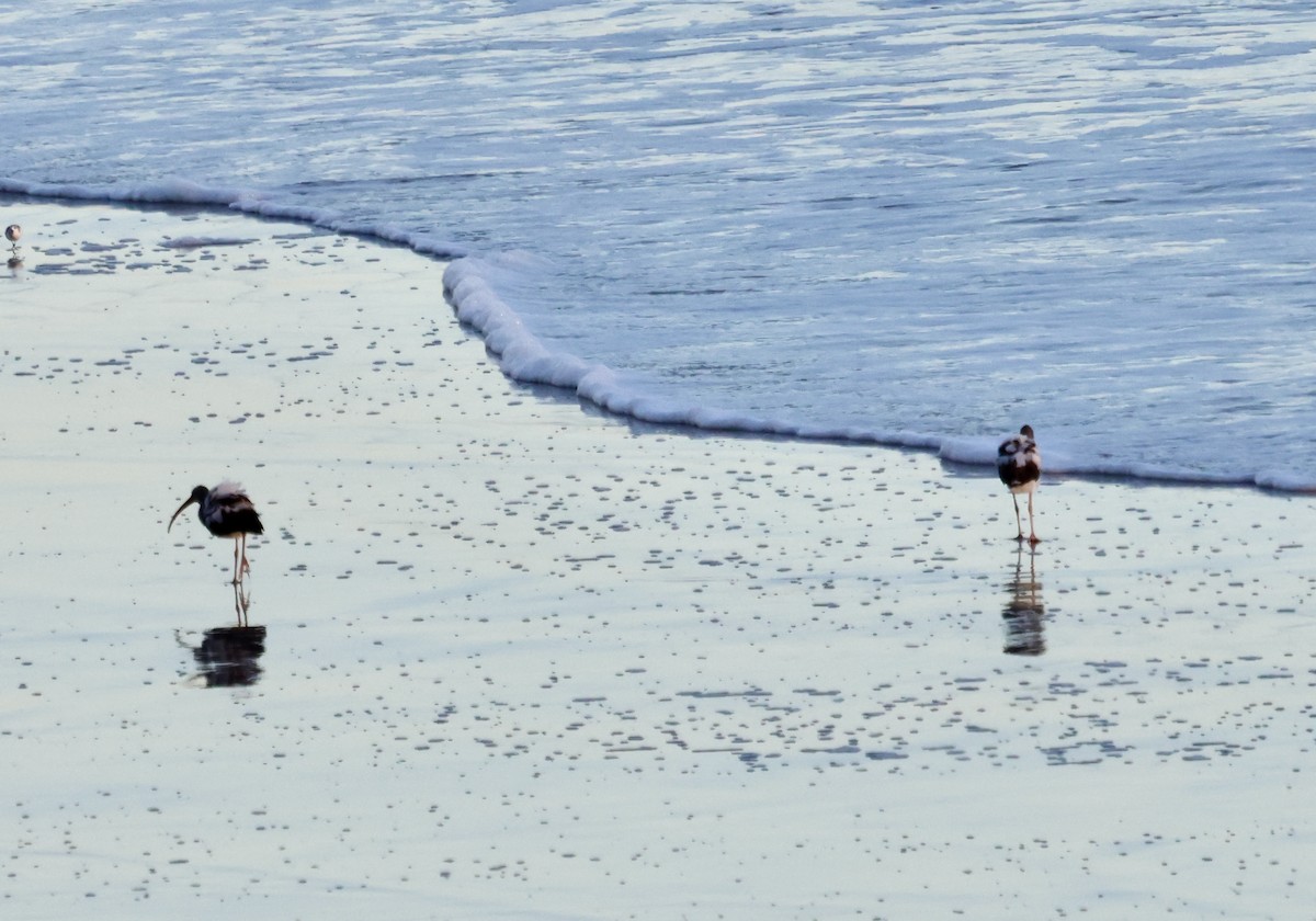 White Ibis - ML647050473