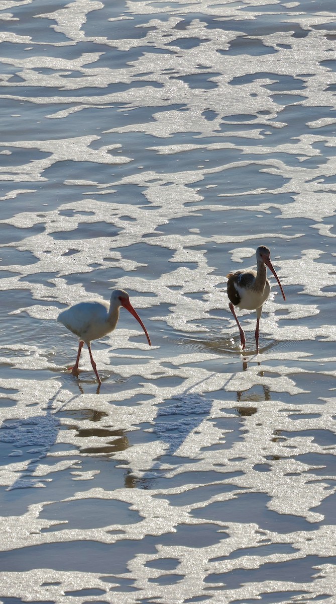 White Ibis - ML647050474