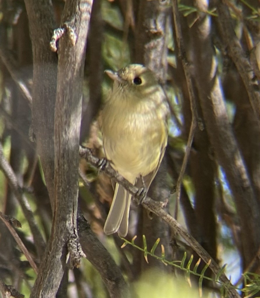 Короткоклювый виреон - ML647050482